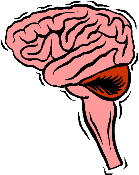 The portion of the vertebrate central nervous system that is enclosed within the cranium, continuous with the spinal cord, and composed of gray matter and white matter. It is the primary center for the regulation and control of bodily activities, receiving and interpreting sensory impulses, and transmitting information to the muscles and body organs. It is also the seat of consciousness, thought, memory, and emotion. 